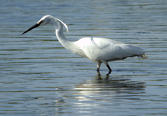 Kleinezilverreiger090606C